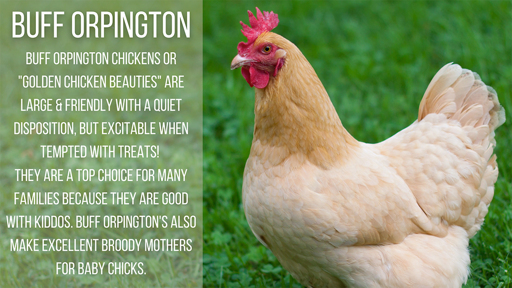 Buff Orpington