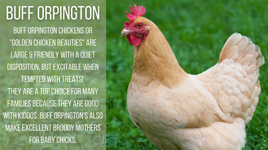 Buff Orpington